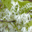 Chionanthus virginicus.png